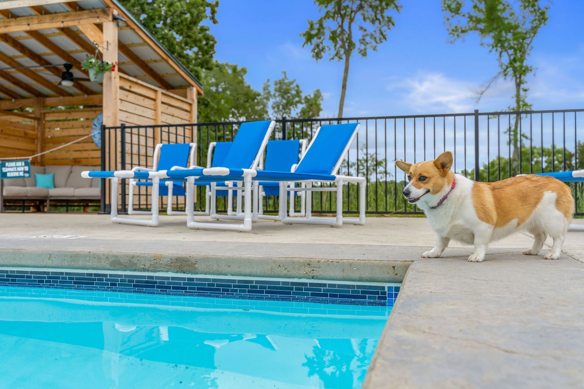 Corgi standing by a pool beside blue lounge chairs and a wooden patio under a bright sky