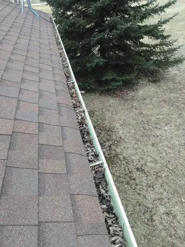 Roof shingles and gutter filled with debris beside a grassy yard and evergreen tree