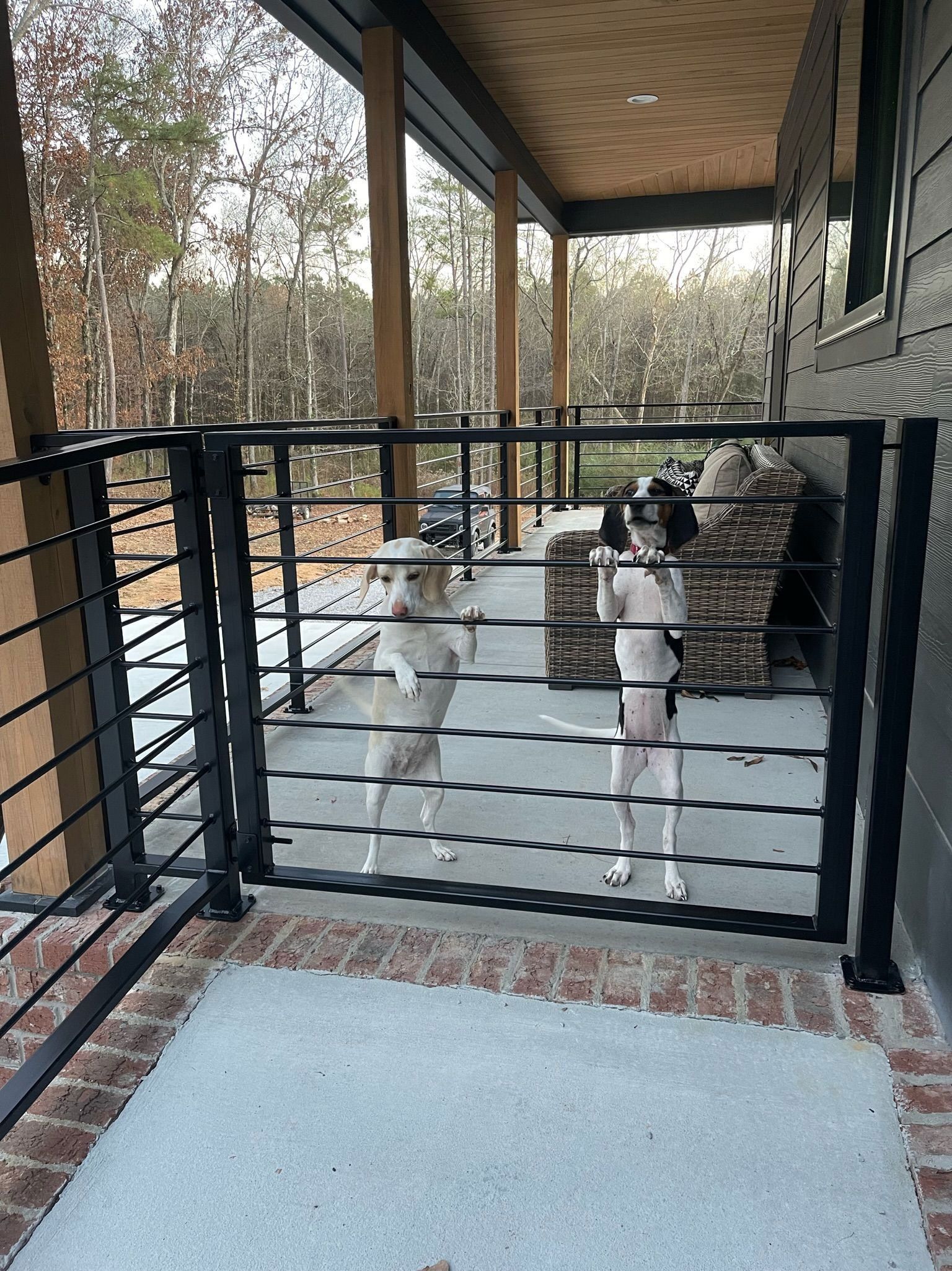 Two dogs behind a black metal gate on a covered porch.