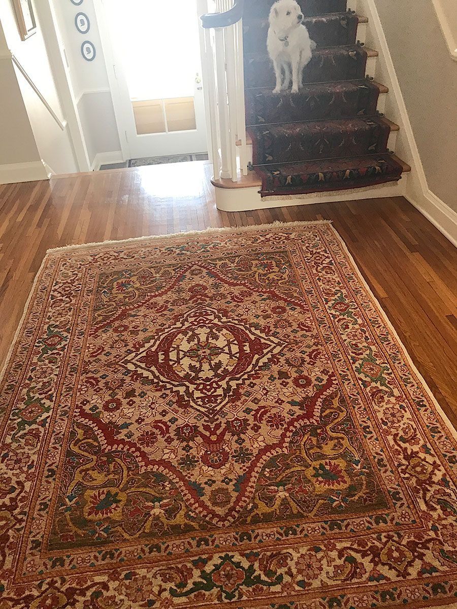 Dog on stairs near an ornate red and cream rug on a wooden floor.