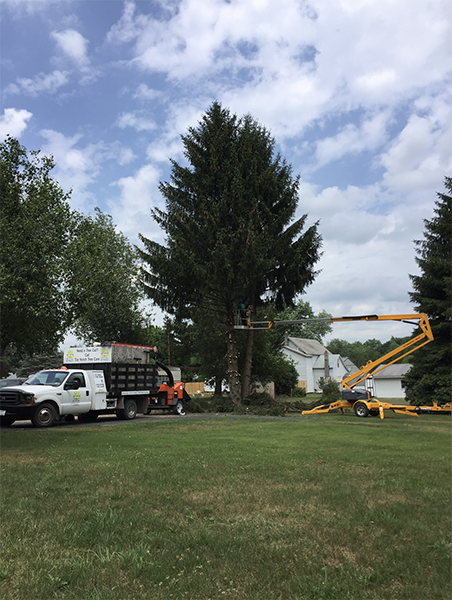 Tree Service