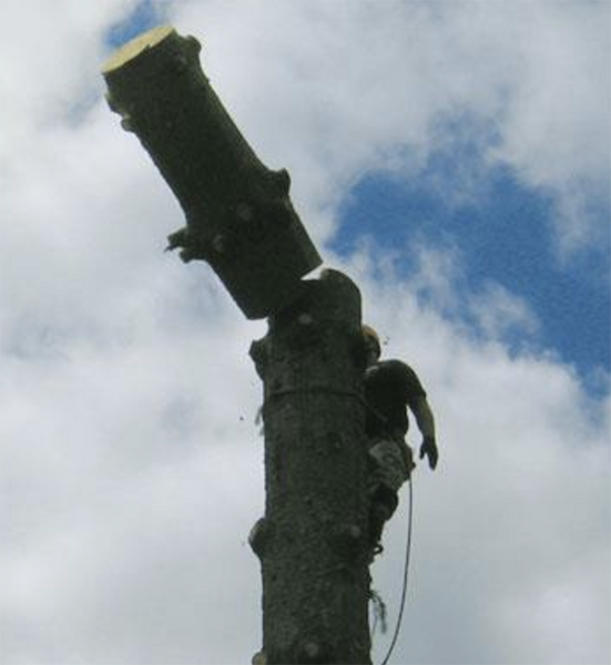 Tree Removal
