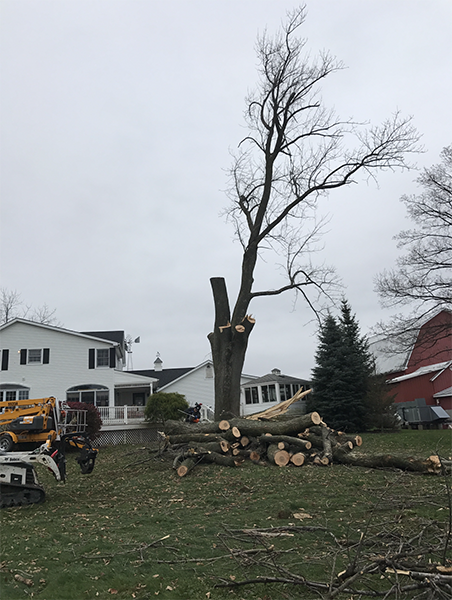 Tree Removal