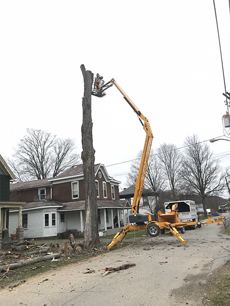 Tree Removal