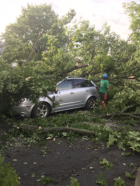 Tree Fallen on a car