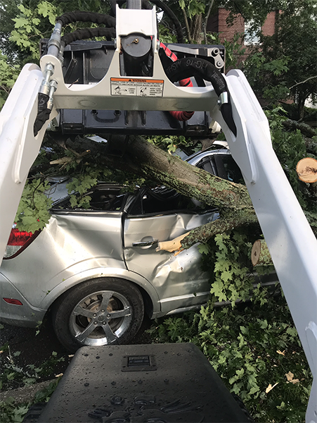 Tree Fallen on a car