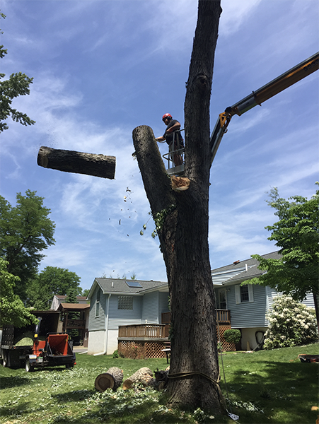 Tree Removal 