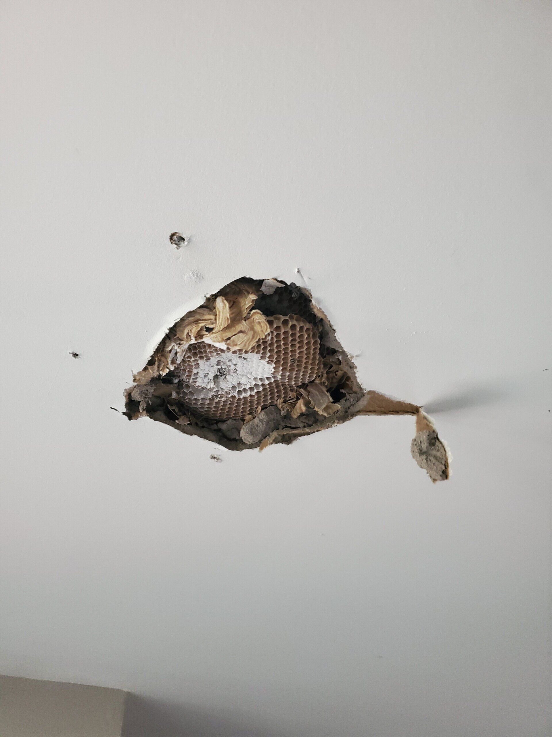 Bees Nest Removal - Montclair, NJ