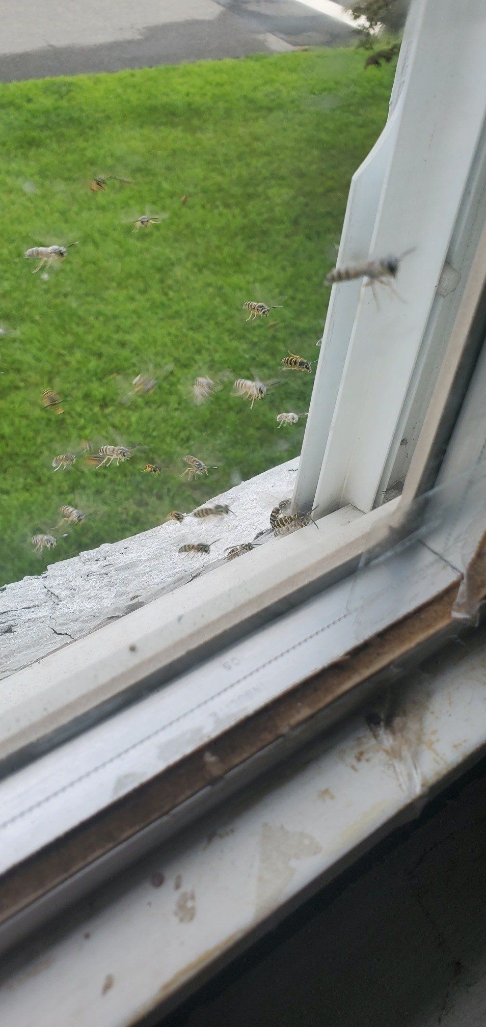 Active Bees Nest in Window
