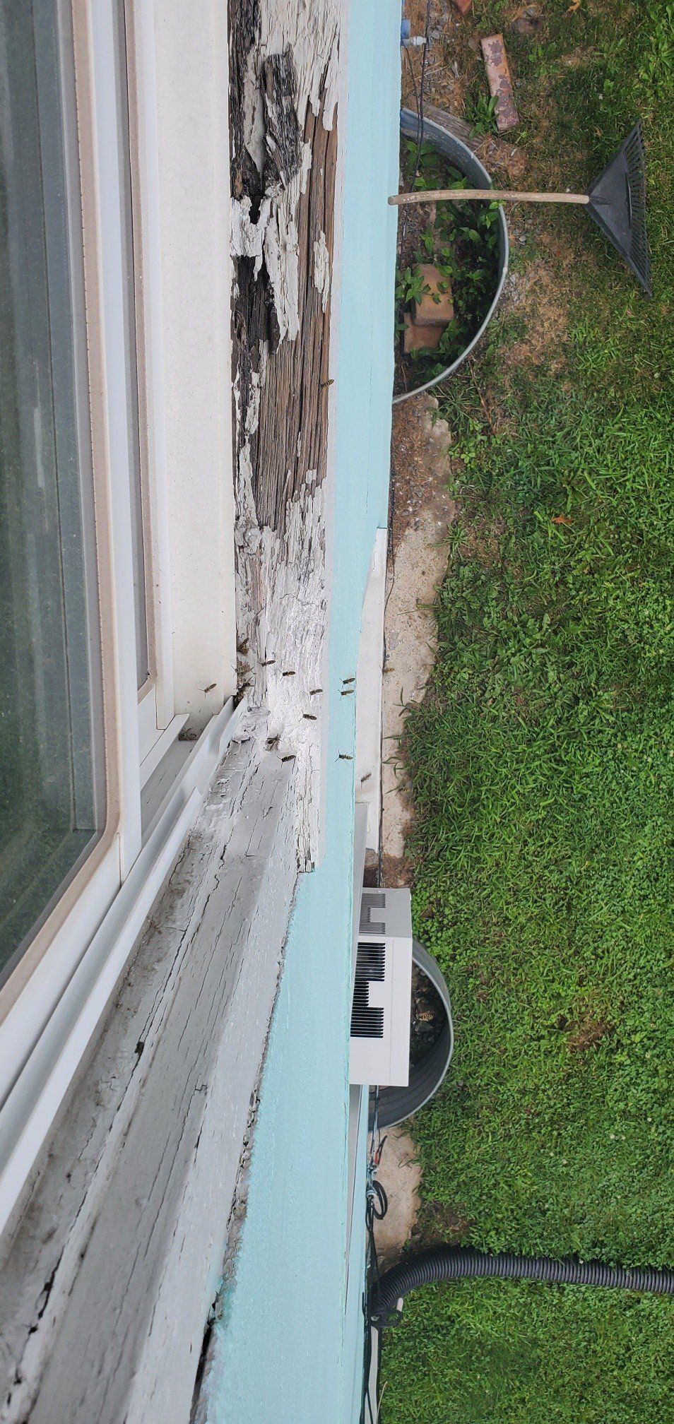 Active Bees Nest in Window