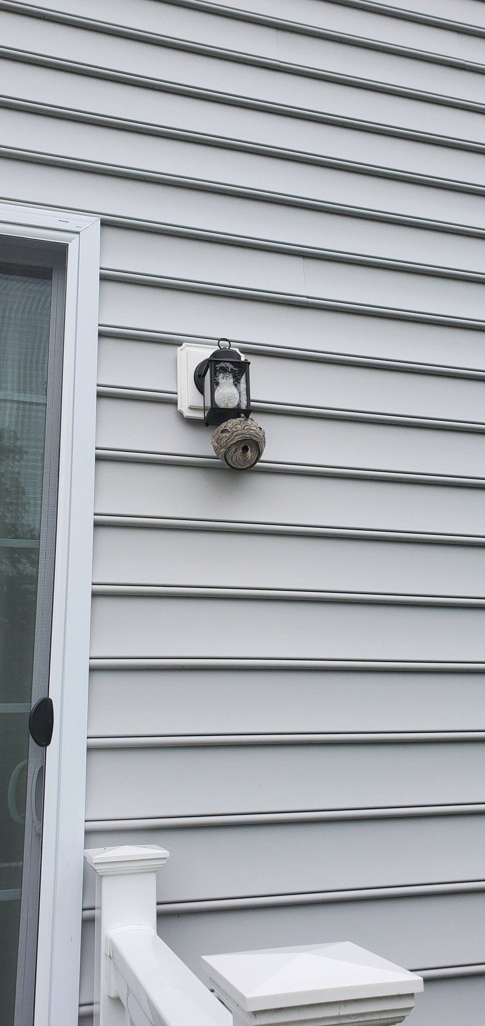 Bald Face Hornets Nest