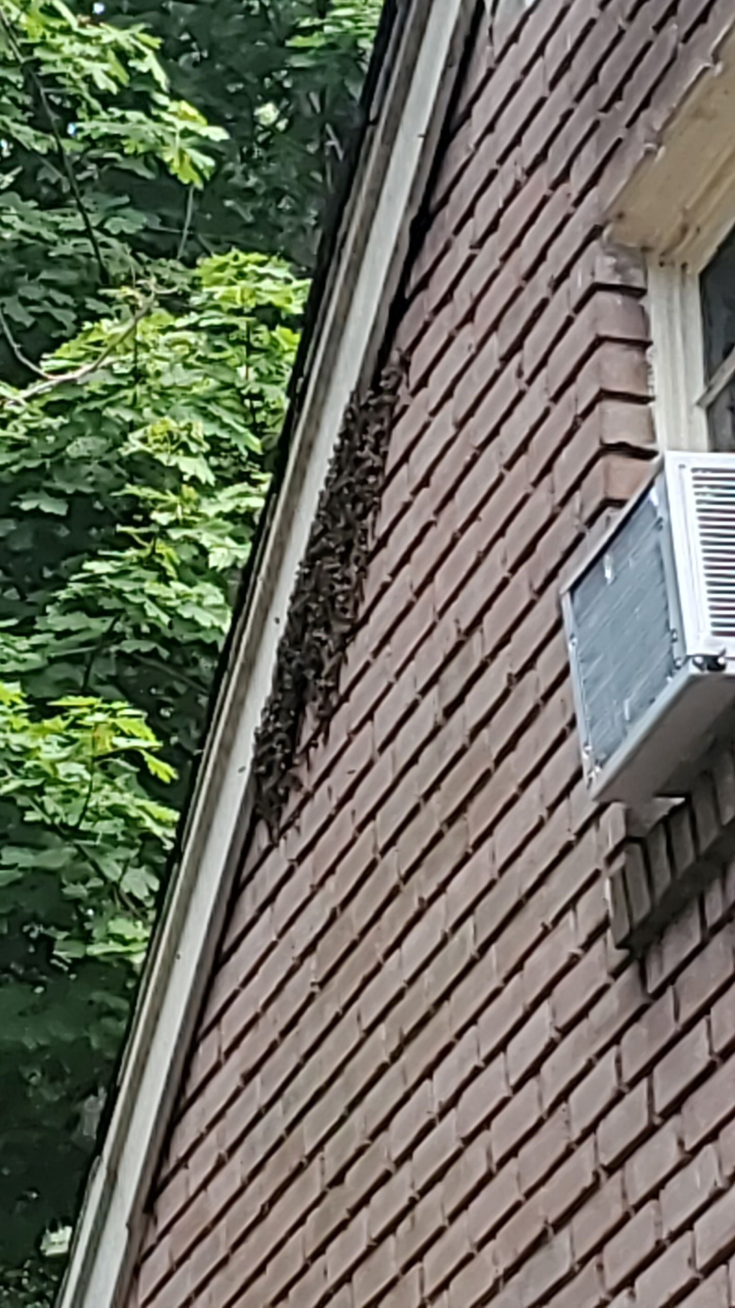Pest control