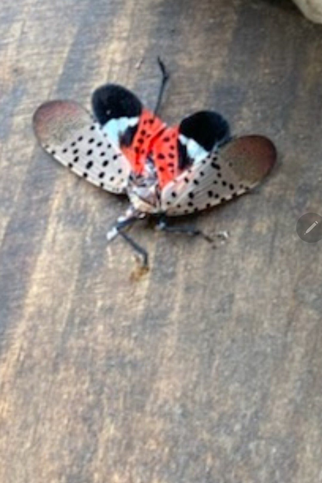 spotted lanternfly