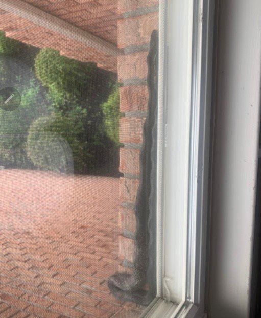 Snake on window - Montville NJ