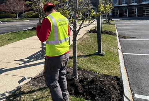 Person in a yellow vest and red shirt working on a tree in a grass strip next to a sidewalk and parking lot.