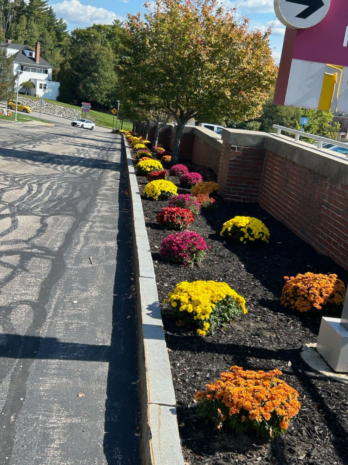 Row of colorful mums along a brick wall and asphalt parking lot, under a tree on a sunny day.
