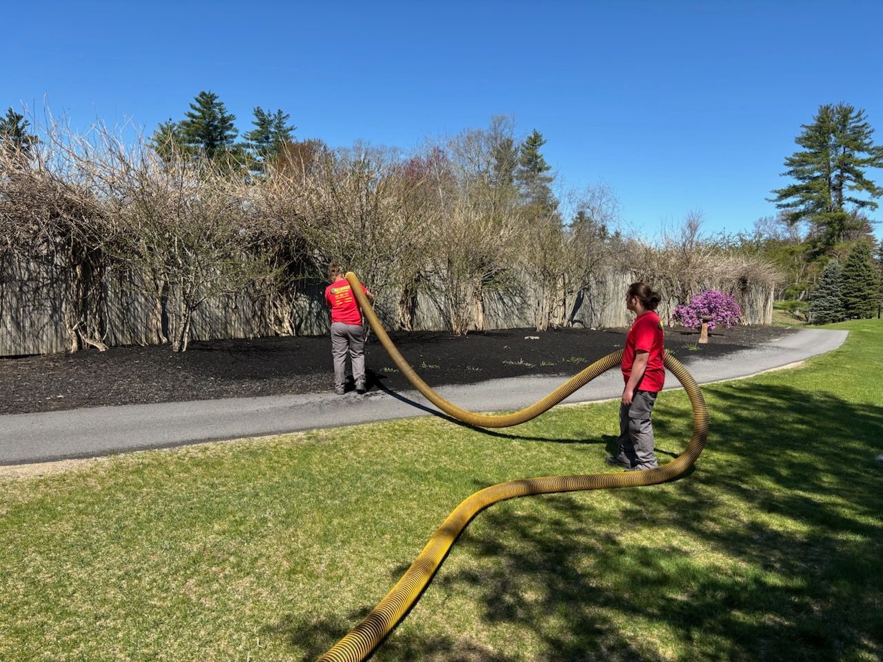 Two people with a yellow hose spraying a black mulch bed. The bed is next to a curved walkway and a hedge.