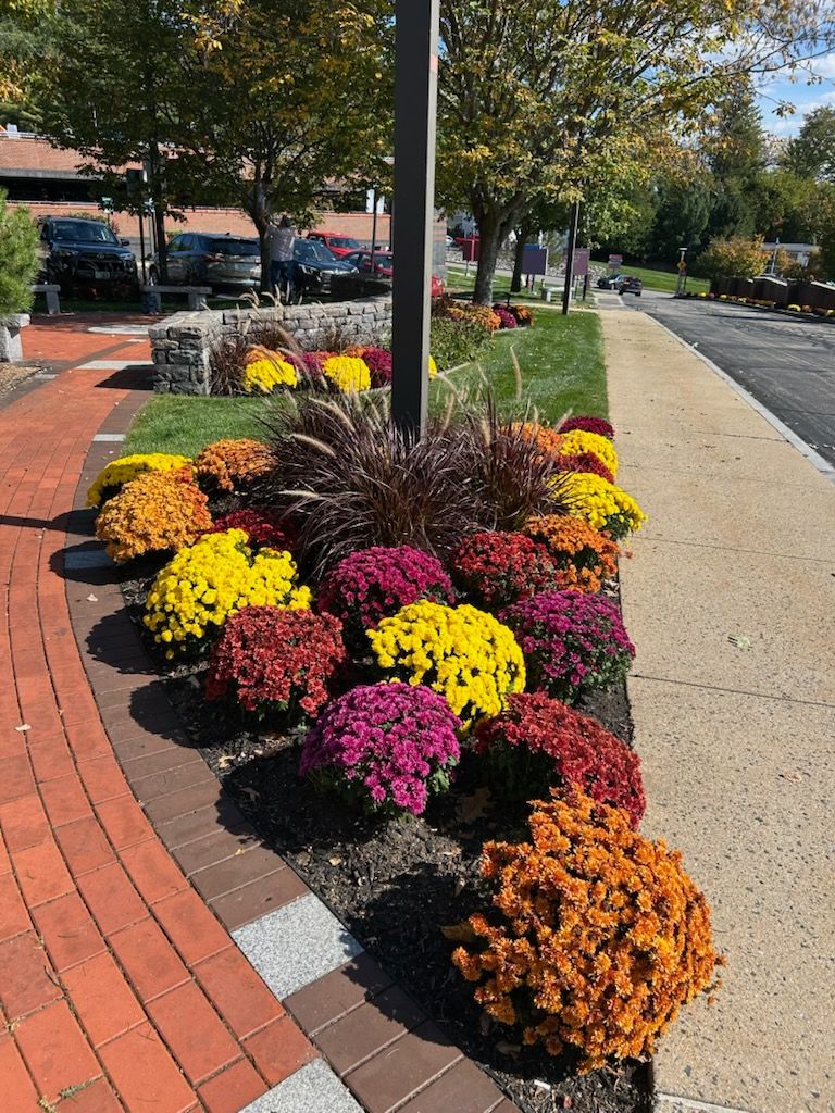 Colorful mums in shades of orange, yellow, and purple line a walkway with a brick border.