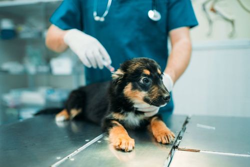 Small black-and-tan puppy on a vet exam table with a gloved veterinarian in the background