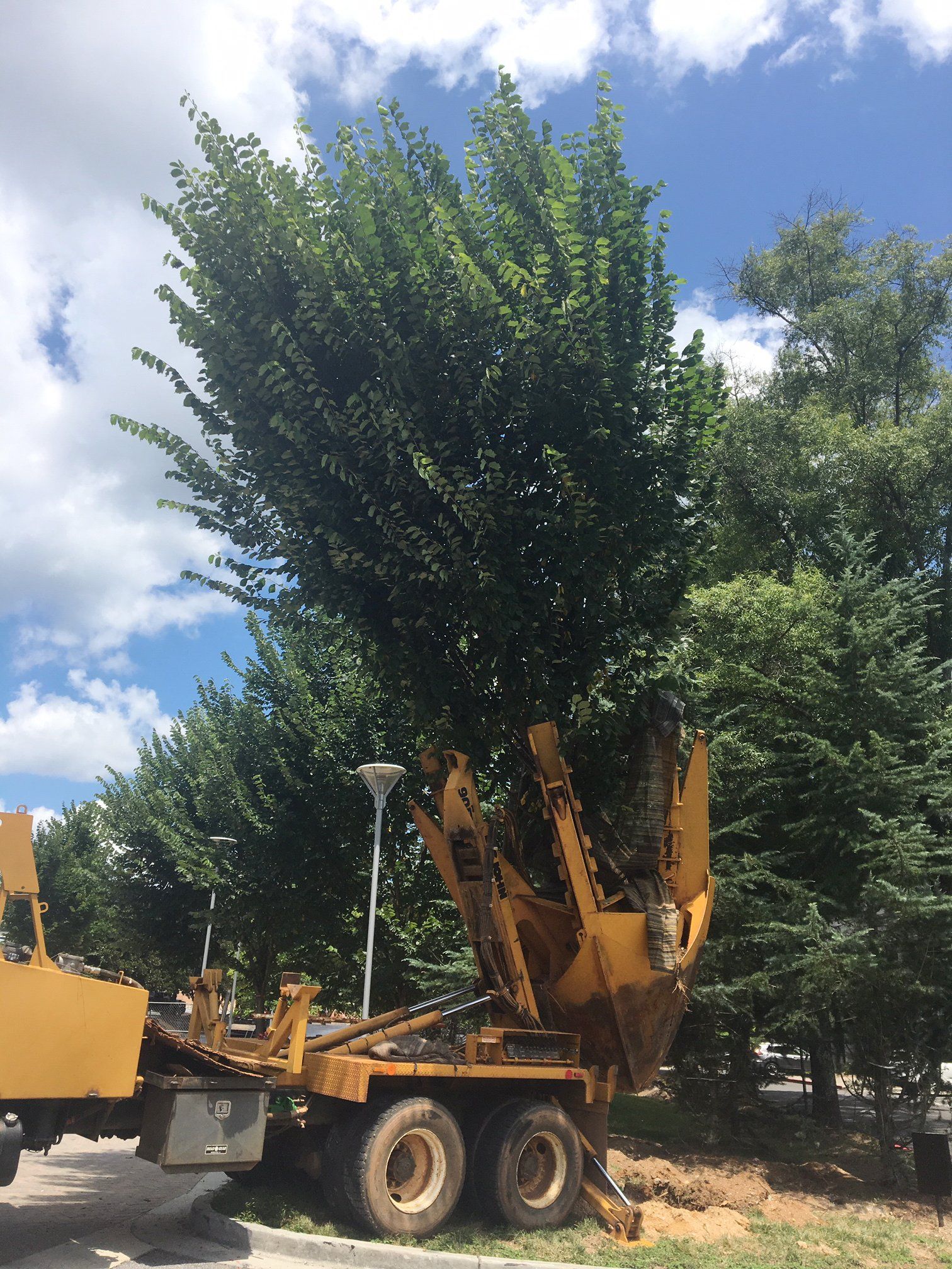 Earth balling - tree transplanting