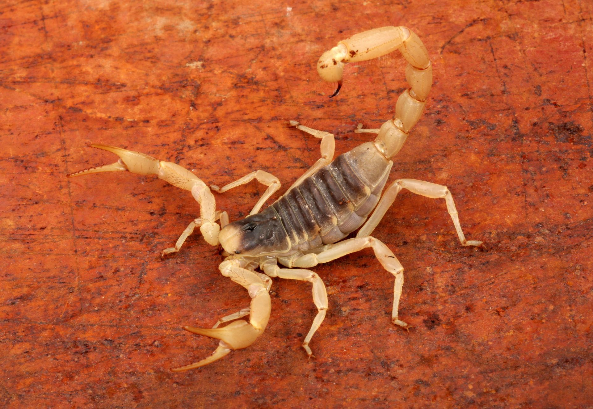 Tan scorpion with a dark segmented back, raised tail, and large pincers on a textured, reddish-brown surface.