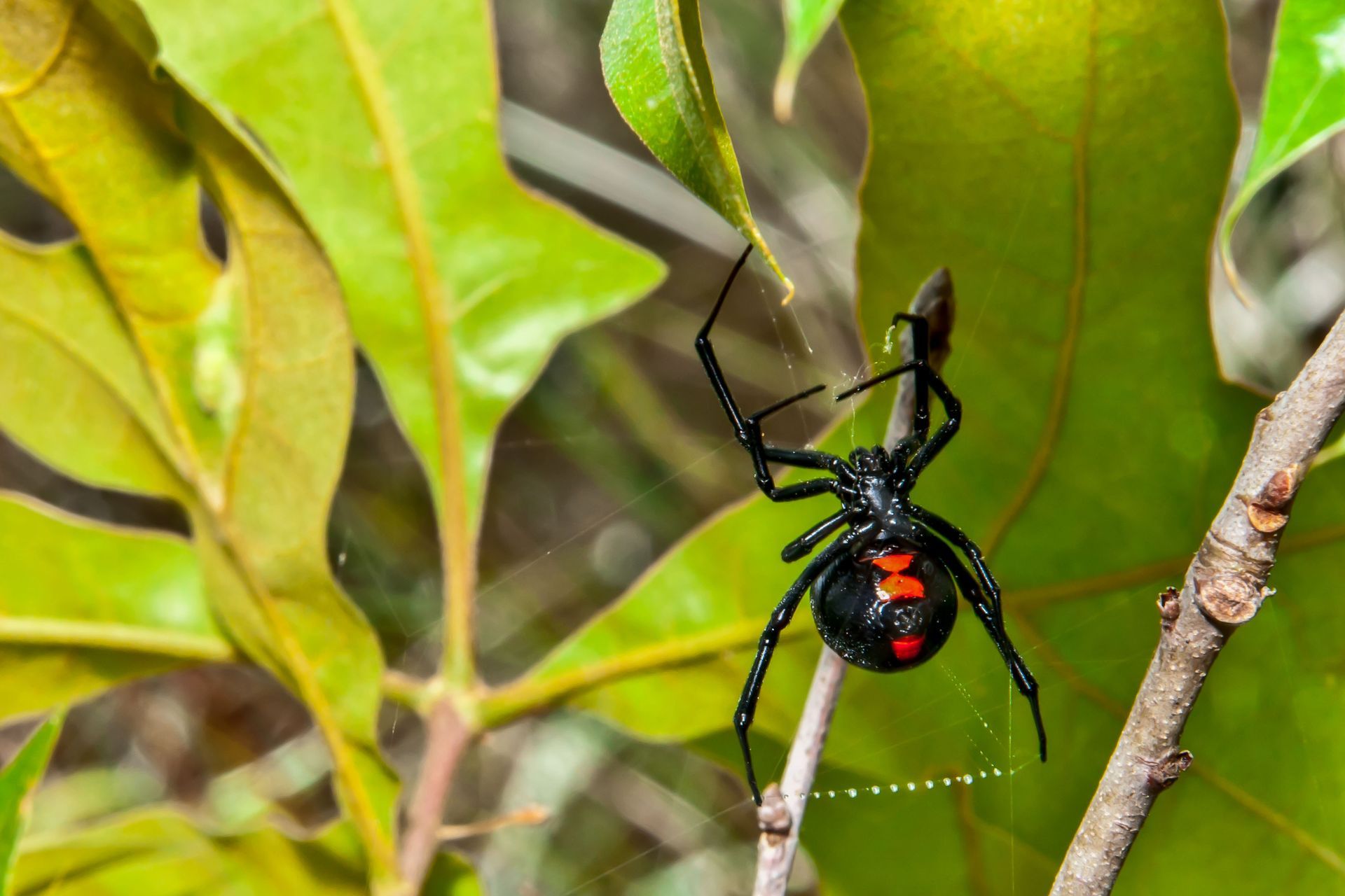Black widow spider with red markings on abdomen, hanging from web in green foliage.