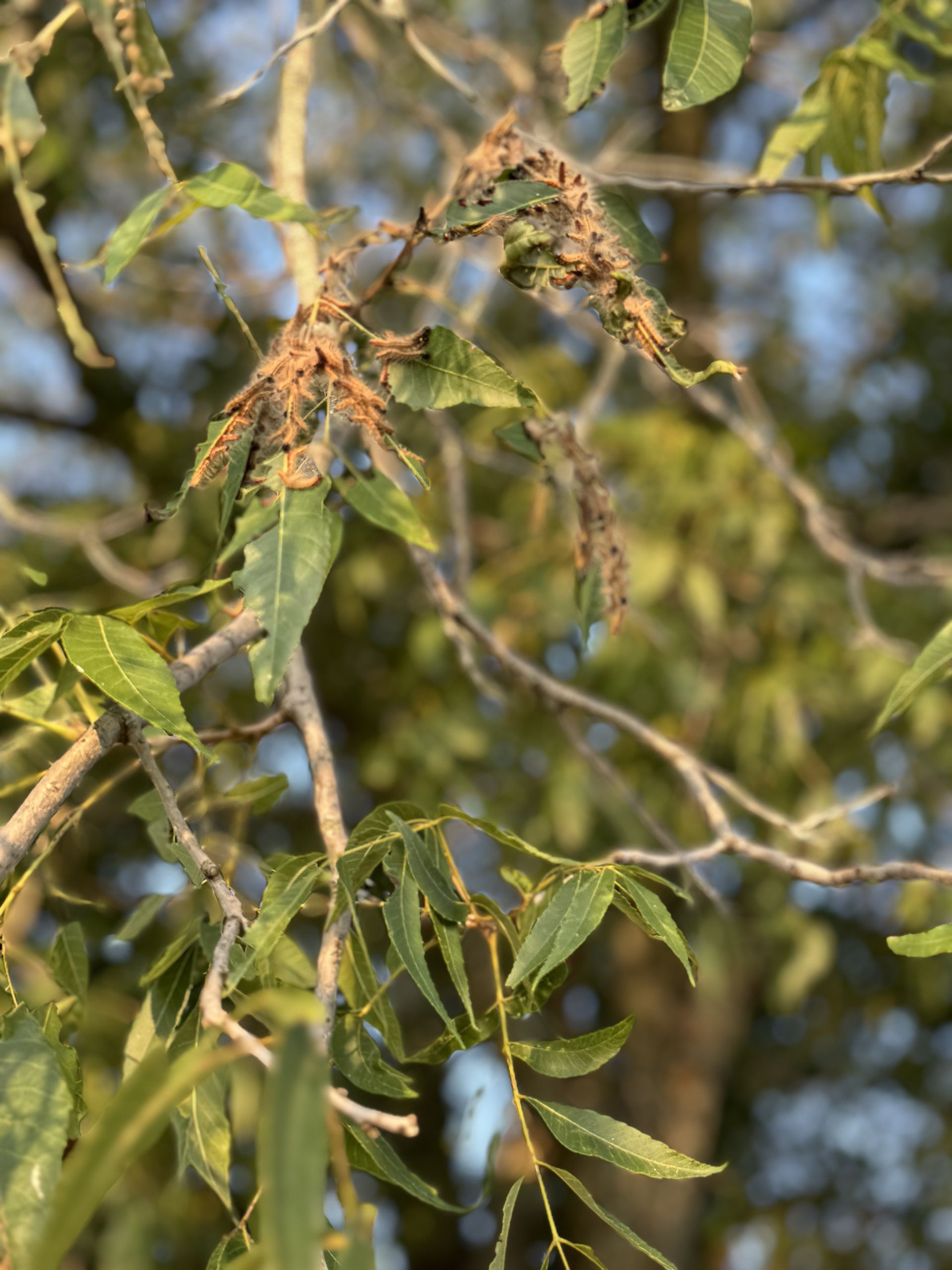Tree branches with green leaves, some with brown, fuzzy growths.