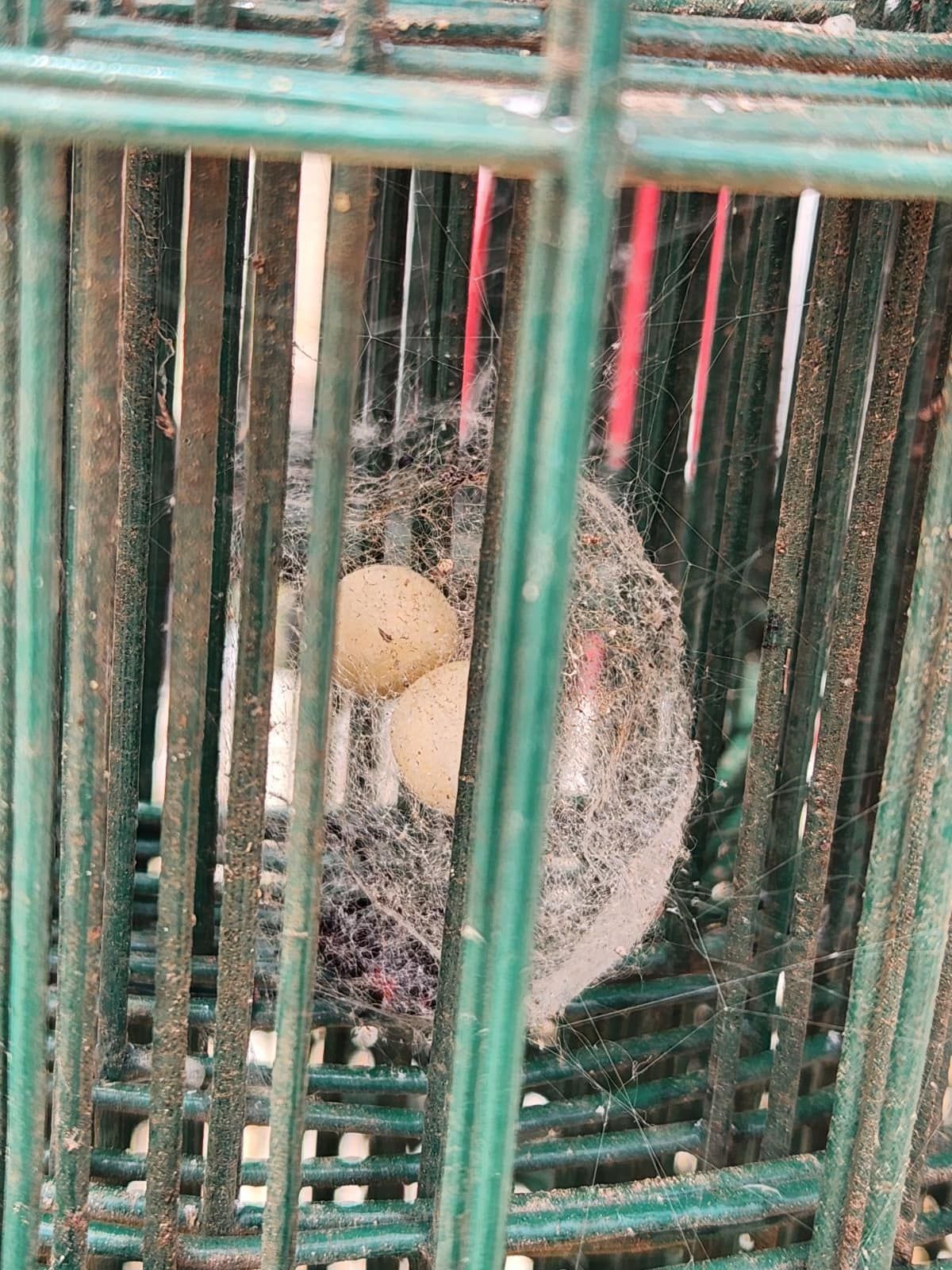 Two light-colored eggs in a small, fuzzy nest inside a green wire cage.