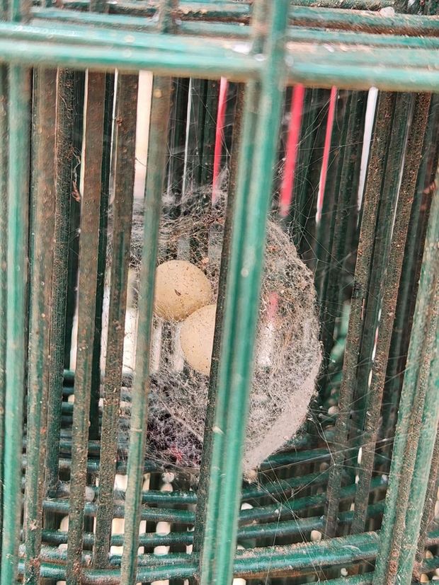 Two light-colored eggs in a small, fuzzy nest inside a green wire cage.