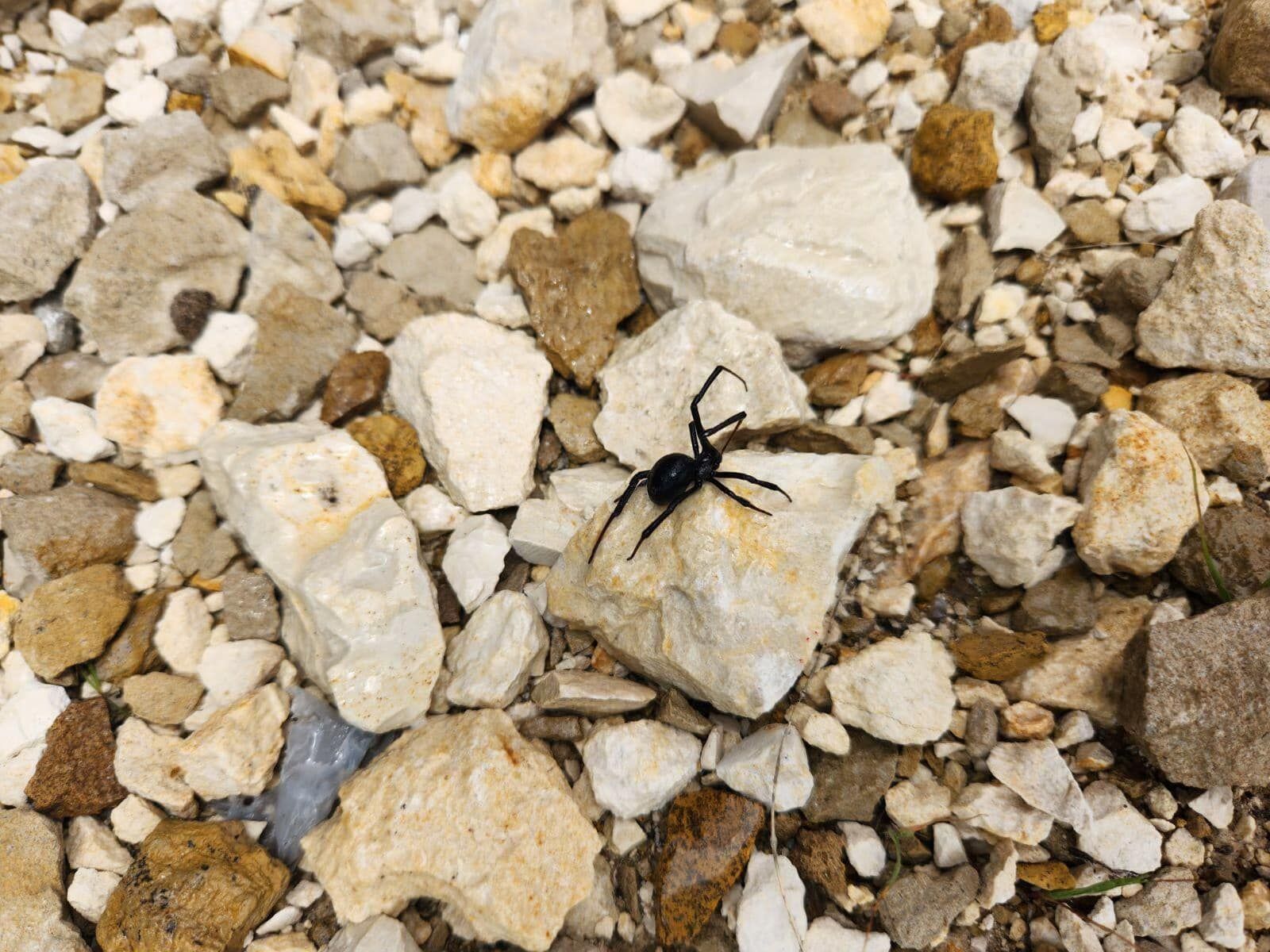 Black spider on a light-colored rock amidst a pile of various sized rocks.