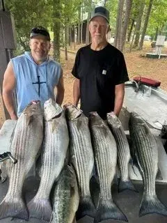 Two men standing with a large catch of striped fish on a dock in a wooded area