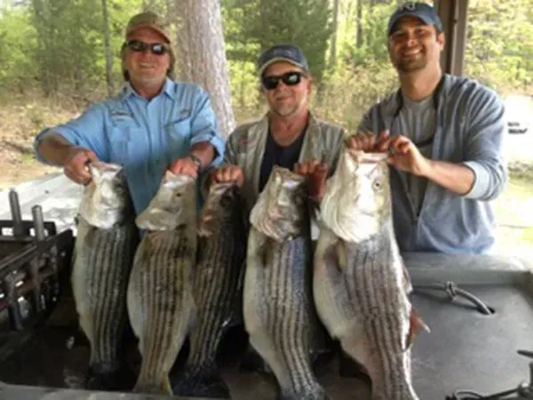 Three people holding large striped fish at a lakeside picnic table in a wooded area