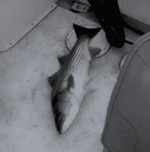A striped fish lies on a wet floor beside a person’s black boot.
