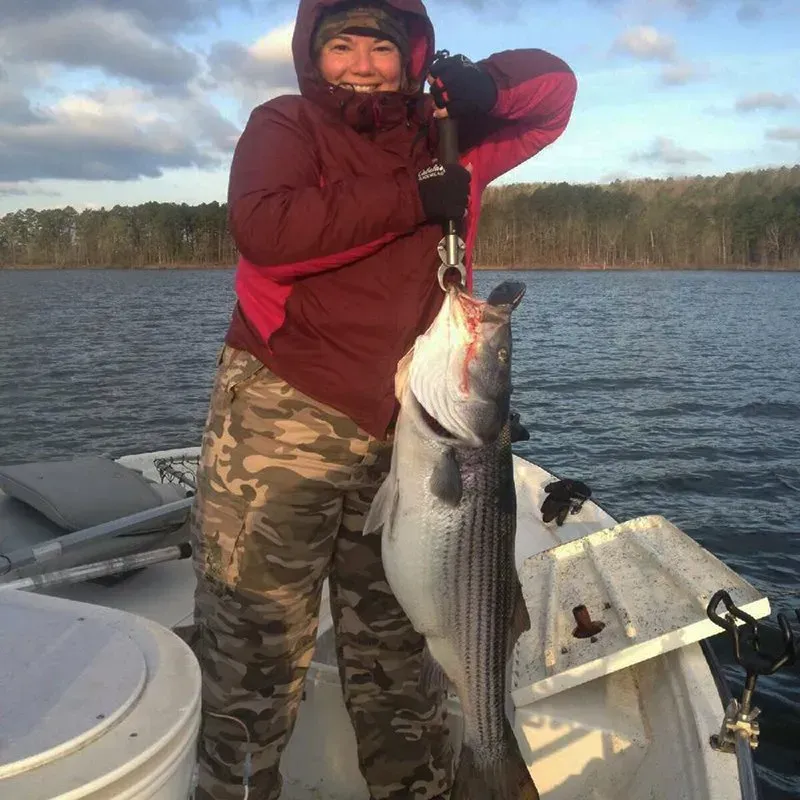 Angler on a boat holding a large striped bass over a lake at sunset