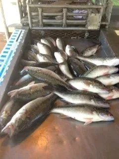 Pile of freshly caught fish on a wet market floor near a wooden crate.