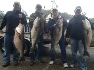 Four anglers holding large striped bass in front of a truck outdoors