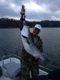 Person on a boat holding up a large striped fish on a lake at dusk