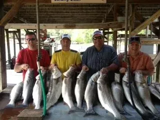 Four people holding a row of large striped fish under a wooden shelter