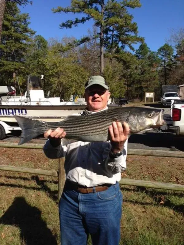 Person holding a large striped fish outdoors near a boat and trees, wearing a cap and sunglasses