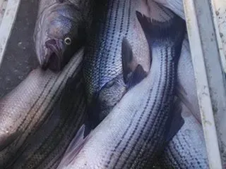 Three striped fish piled in a white container, viewed from above