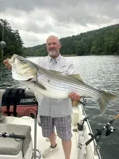 Man on a boat holding a large striped bass on a cloudy lake with forested hills.