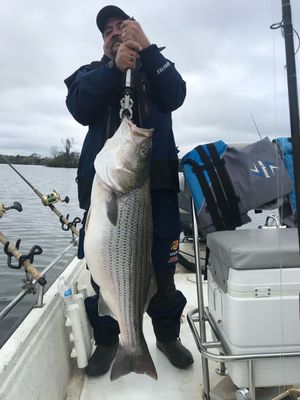 Person on a boat holding a large striped fish by the water.
