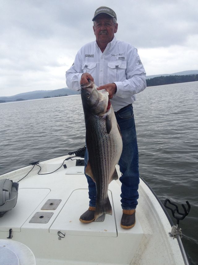 Man on a boat holds up a large striped fish on a lake