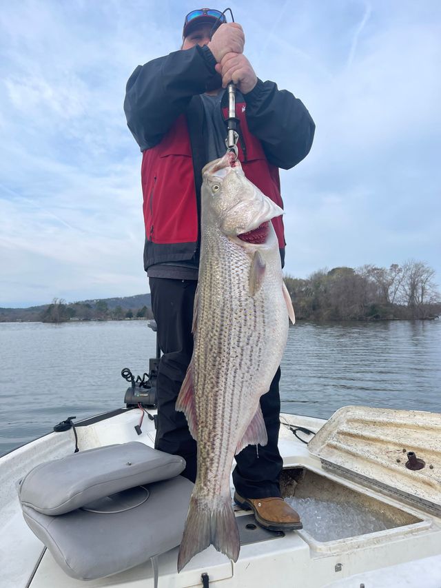 Person on a boat holding a large striped fish over a calm lake under a cloudy sky
