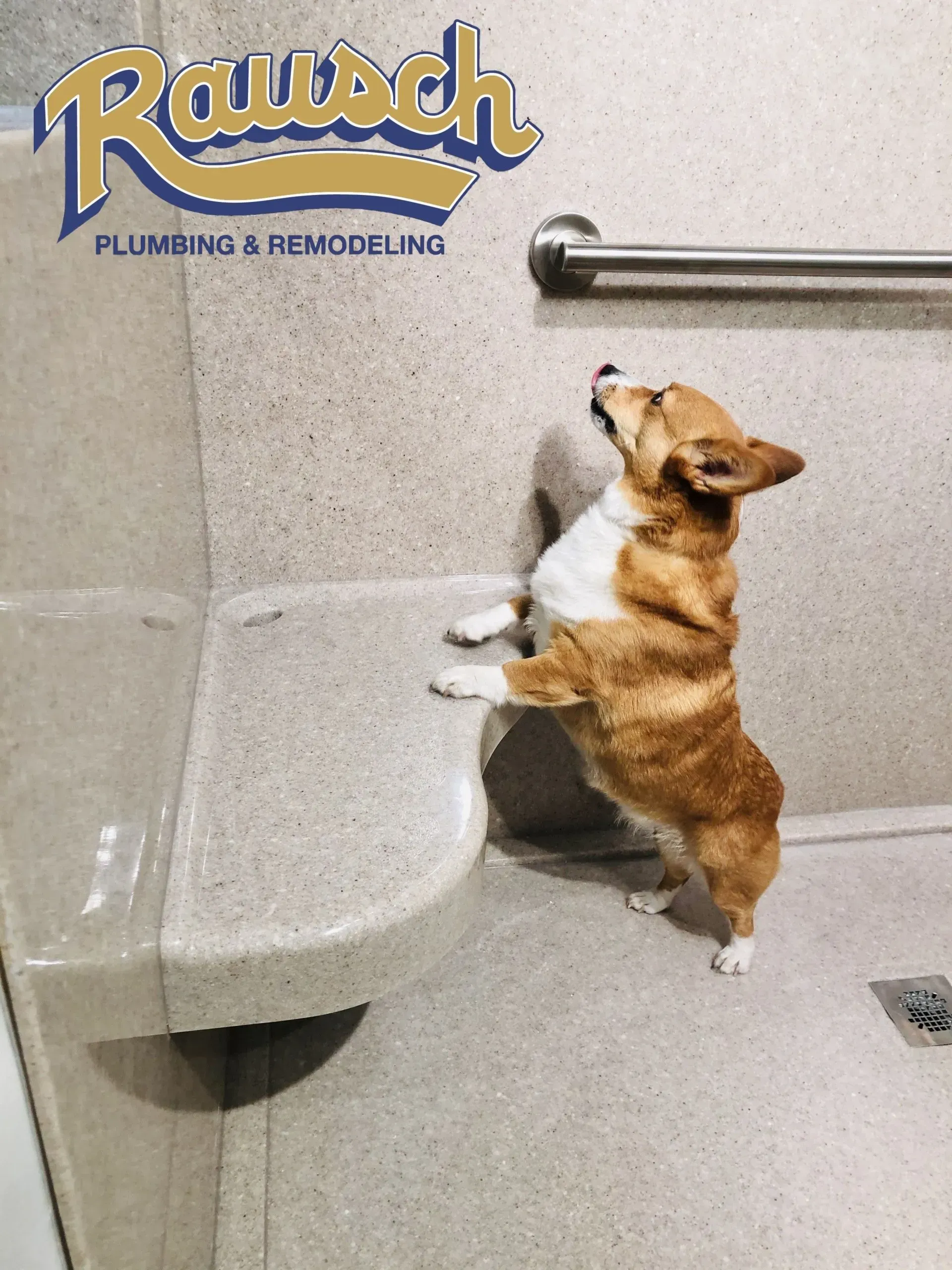 A corgi standing on hind legs, looking up in a remodeled shower. The shower has a grab bar and a built-in seat.
