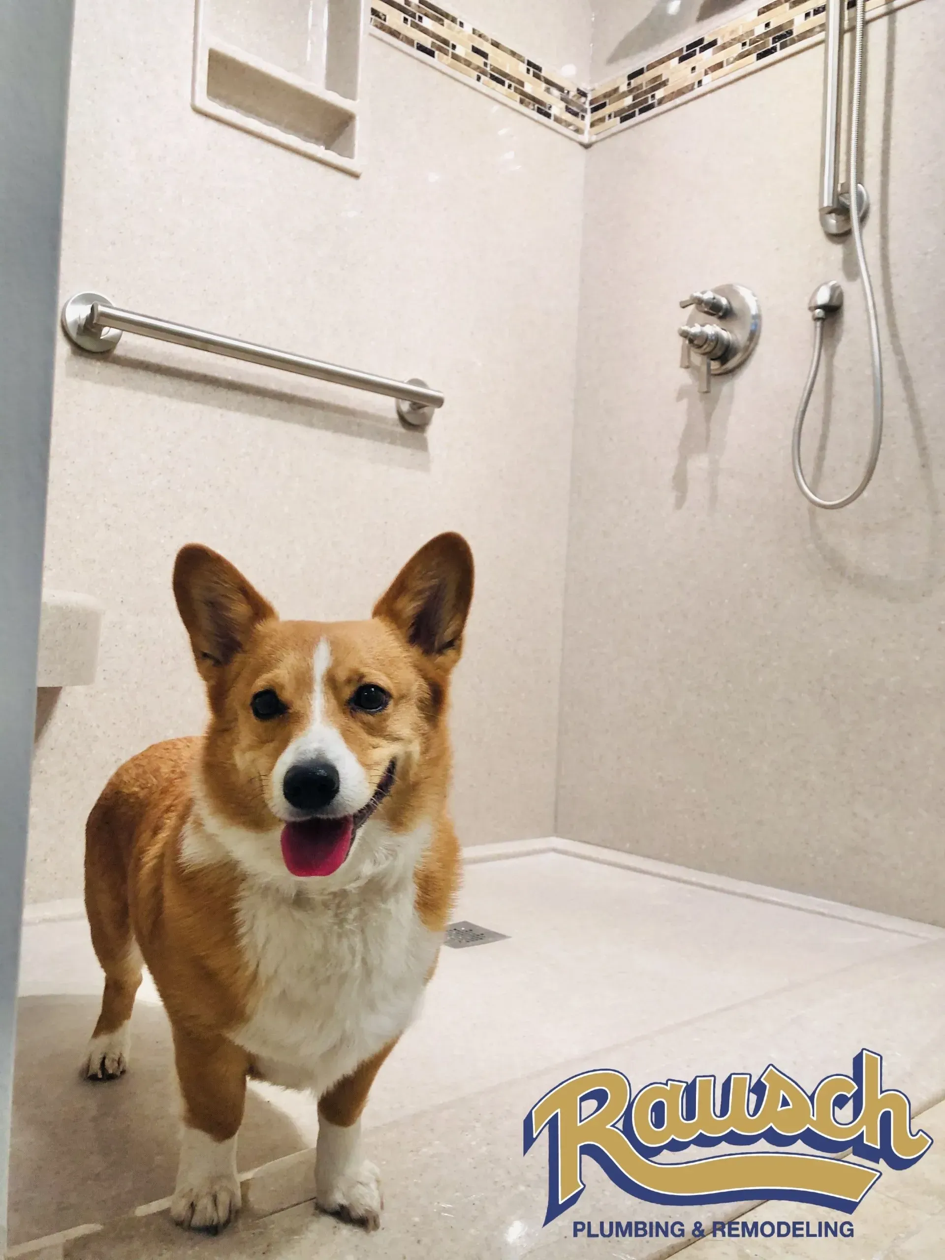 Corgi dog standing in a remodeled shower. Tan and white tile with chrome fixtures. Dog is smiling.