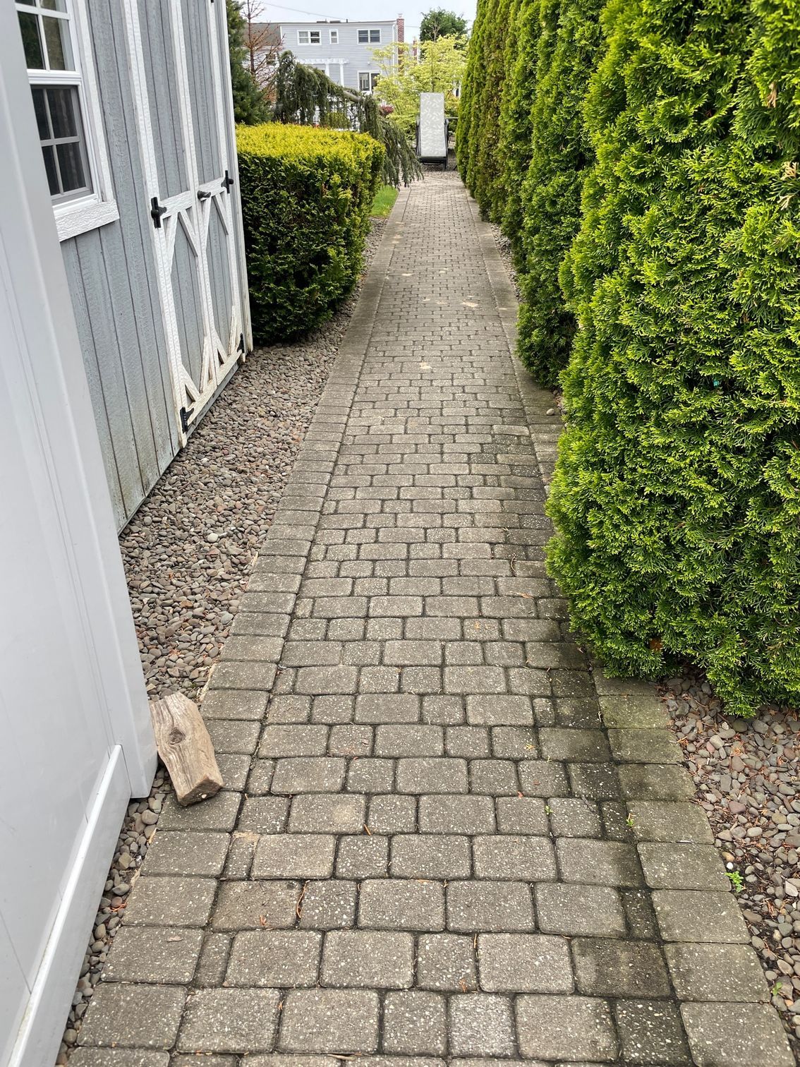Brick path flanked by green hedges and a light blue shed before.