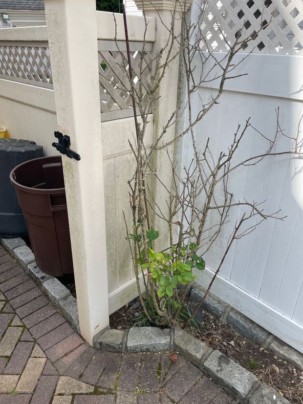 Pressure washing services - before