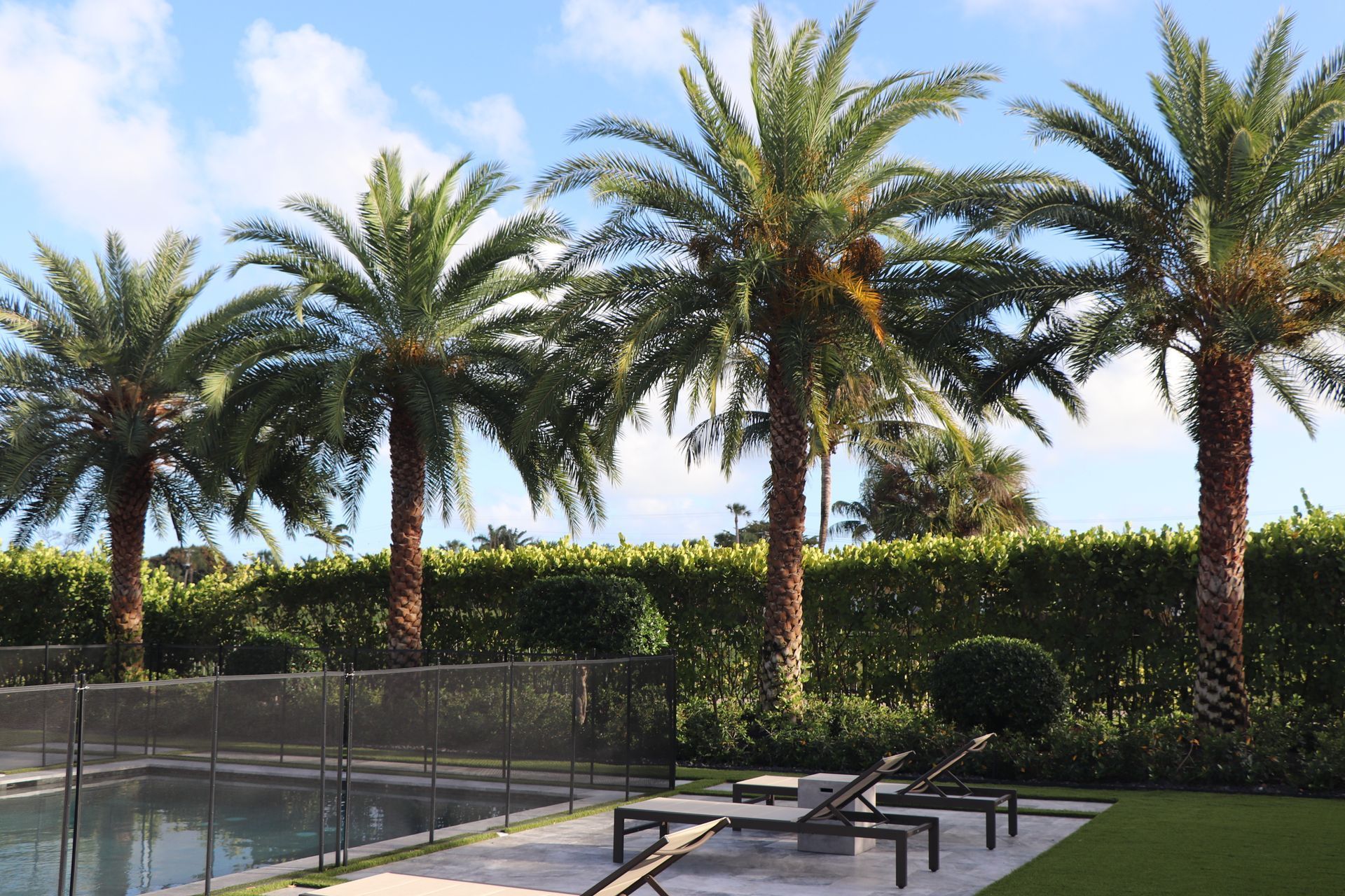 A swimming pool with a safety fence, two lounge chairs, and four tall palm trees against a blue sky.