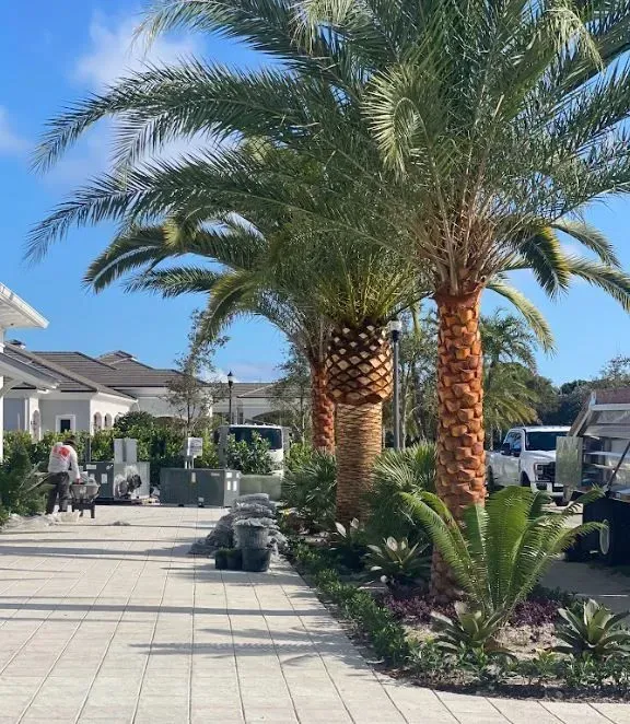 Palm trees line a walkway, houses in the background. Sunny day with a person walking.